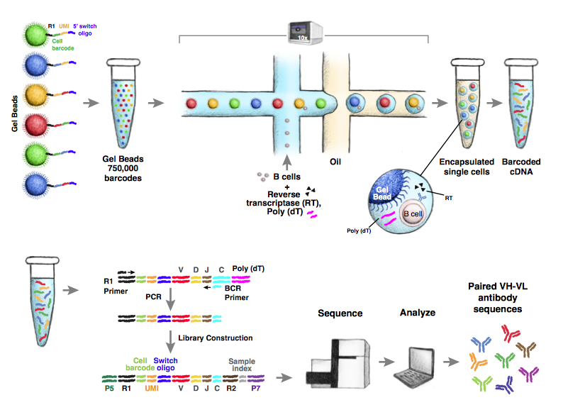 mmw_lmw's tweet photo. #BCR_Repertoire Analysis | Massively parallel single-cell B-cell receptor sequencing #scBCRseq | Somasekar Seshagiri @genentech @biorxivpreprint https://t.co/4G6uXExDmp | #June2019_ReCap https://t.co/oCodfuNhPG