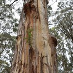 Photo by Rubicon Forest Protection Group Inc (@RubiconForest)