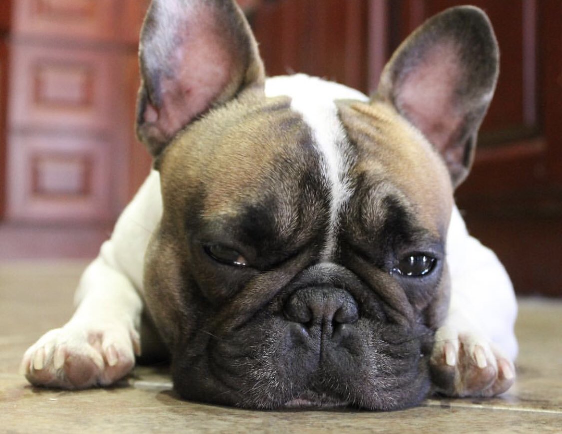 FrenchFit1's tweet photo. My ready for Monday face🙃💜
#Frenchbulldog #FrenchFitCrew #FrenchFit https://t.co/1e98svkS30