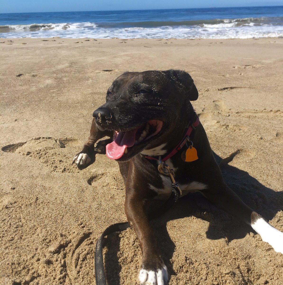 brianw19's tweet photo. Dog of leisure. https://t.co/mopDx7YNpY