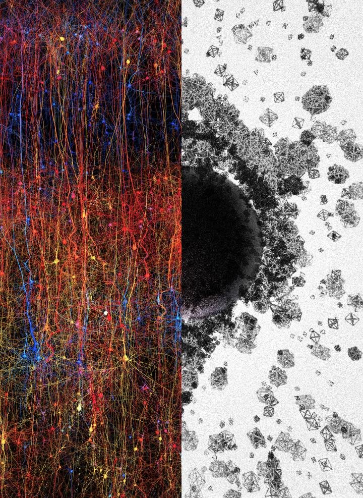 FredOneonine's tweet photo. #Scientists Reveal a #Multidimensional #Universe Inside the #Brain https://t.co/IH8wBnuzZA
A study published in #Frontiers in #Computational #Neuroscience has revealed that #humanbrainโs #structures operate in up to #11dimensions. #HiggsBoson exists in all things as #God+#Angels. https://t.co/1oXHDzGuI8