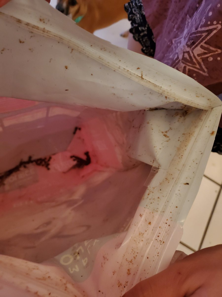 Dylan_R_Knecht's tweet photo. @PetSmart this is absolutely disgusting. There were moths flying out of the bag when it was opened. Will be changing where we buy our dogs food! https://t.co/EApZPlhaq1