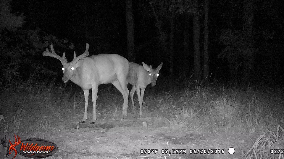 WGInnovations's tweet photo. RETWEET if you love BIG VELVET BUCKS! #VelvetBucks #Wildgame #WildgameInnovations https://t.co/O7Sv4GC1of