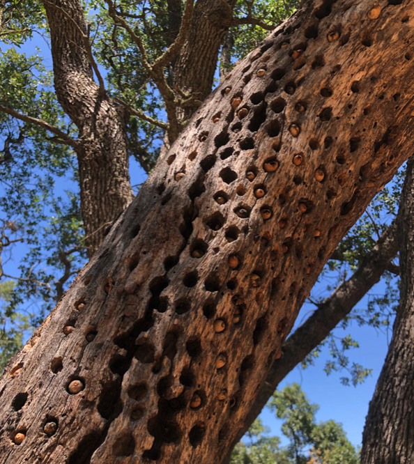 digicalidesign's tweet image. #design #macpro #inspiration #apple #JonyIve
I find where Jony Ive got the inspiration for the holes of the new Mac Pro :-) Magical nature.