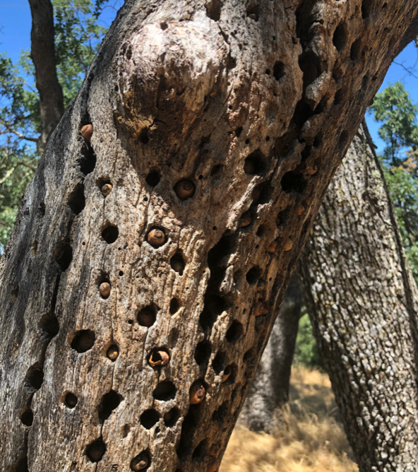 digicalidesign's tweet image. #design #macpro #inspiration #apple #JonyIve
I find where Jony Ive got the inspiration for the holes of the new Mac Pro :-) Magical nature.