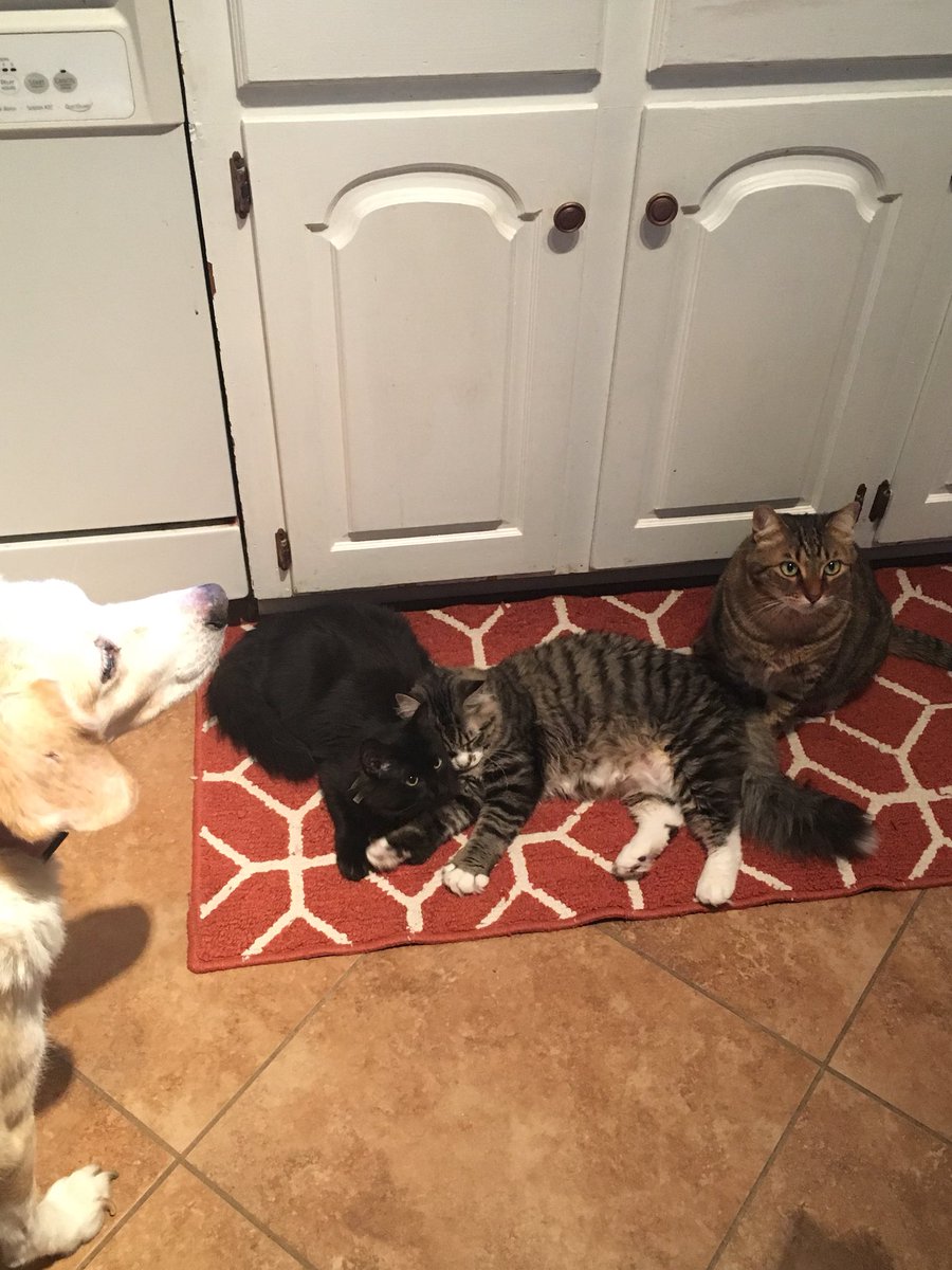 <a href="/amyallantdf/">Amy Allan</a> Try to cook in my kitchen lol they watch everything I do, including the ones we can’t see