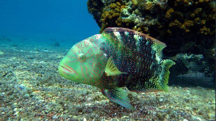MyAquariumDepot's tweet photo. Wrasse by Alexandra Harati License = Attribution 06.30.2019
#saltwaterfish #reeftank #sea
#jellyfish #reef #coralreef #ocean
#allmymoneygoestocoral #marinelife
#aquariums #saltwater #seahorse
#cyano #redslime #nuisancealgae
#snails #hermit #reef #ocean
#… https://t.co/qRmrSlYuEx https://t.co/MQeg4JaRa3
