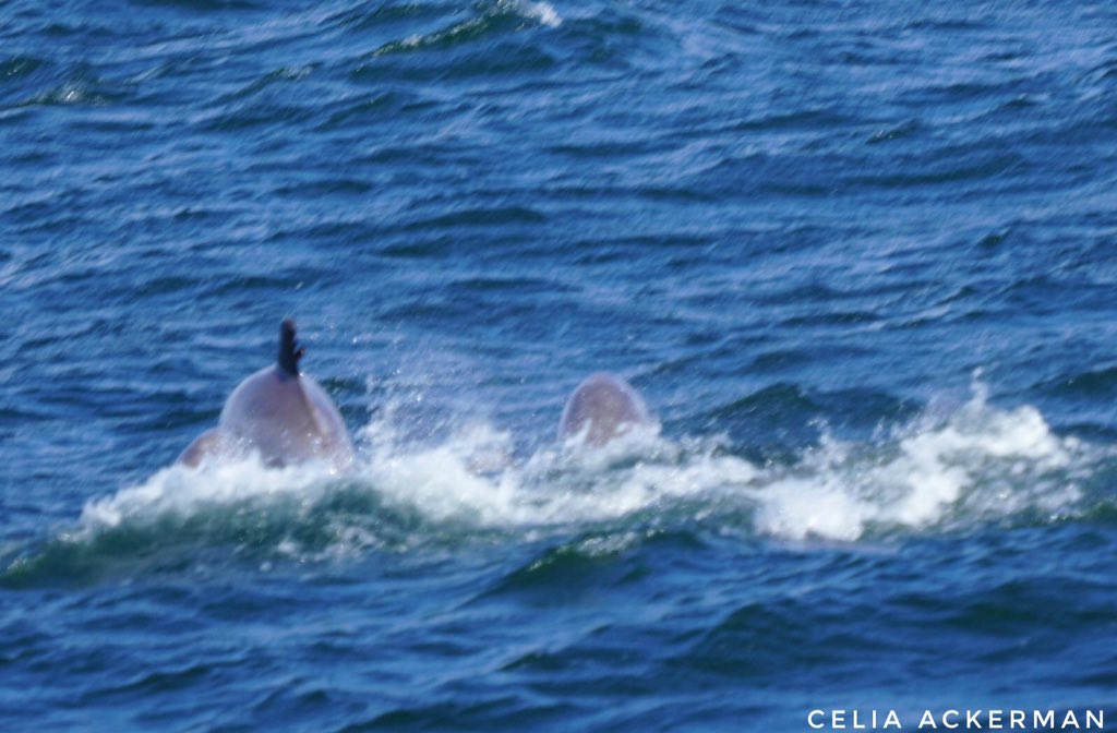 Dolphin Sunday as we watched about 30 #bottlenosedolphin on today’s trip. #dolphinwatching #nydolphin @gothamwhale @Dolphinchaz @Dolphin_Project @thebdri @ackerman_celia @EricAngelRamos @kristicollom @whalesorg