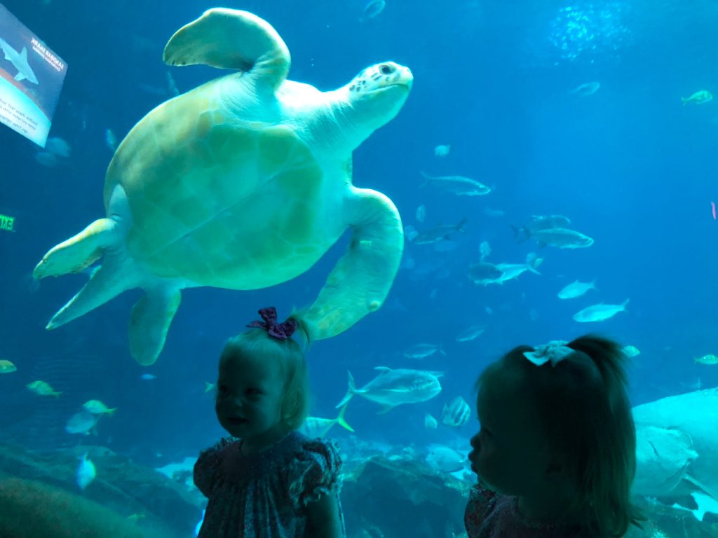 KirkseyTwins's tweet photo. #TankTheTurtle did his job in this photo. We couldnβt wait to see him! https://t.co/8vIaXQSXpy