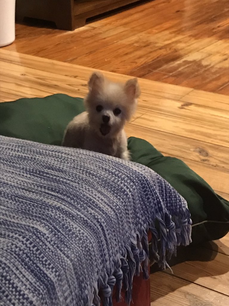 laurelk229's tweet photo. @KasieDC @kasie #Oliver when he hears that “Maple“ was a name option that he was not given @SenGillibrand #DogsWatchingKasieDC #DogsWatchingKCDC #KasieDC 🐶⚡️ https://t.co/e4GdkipZHx
