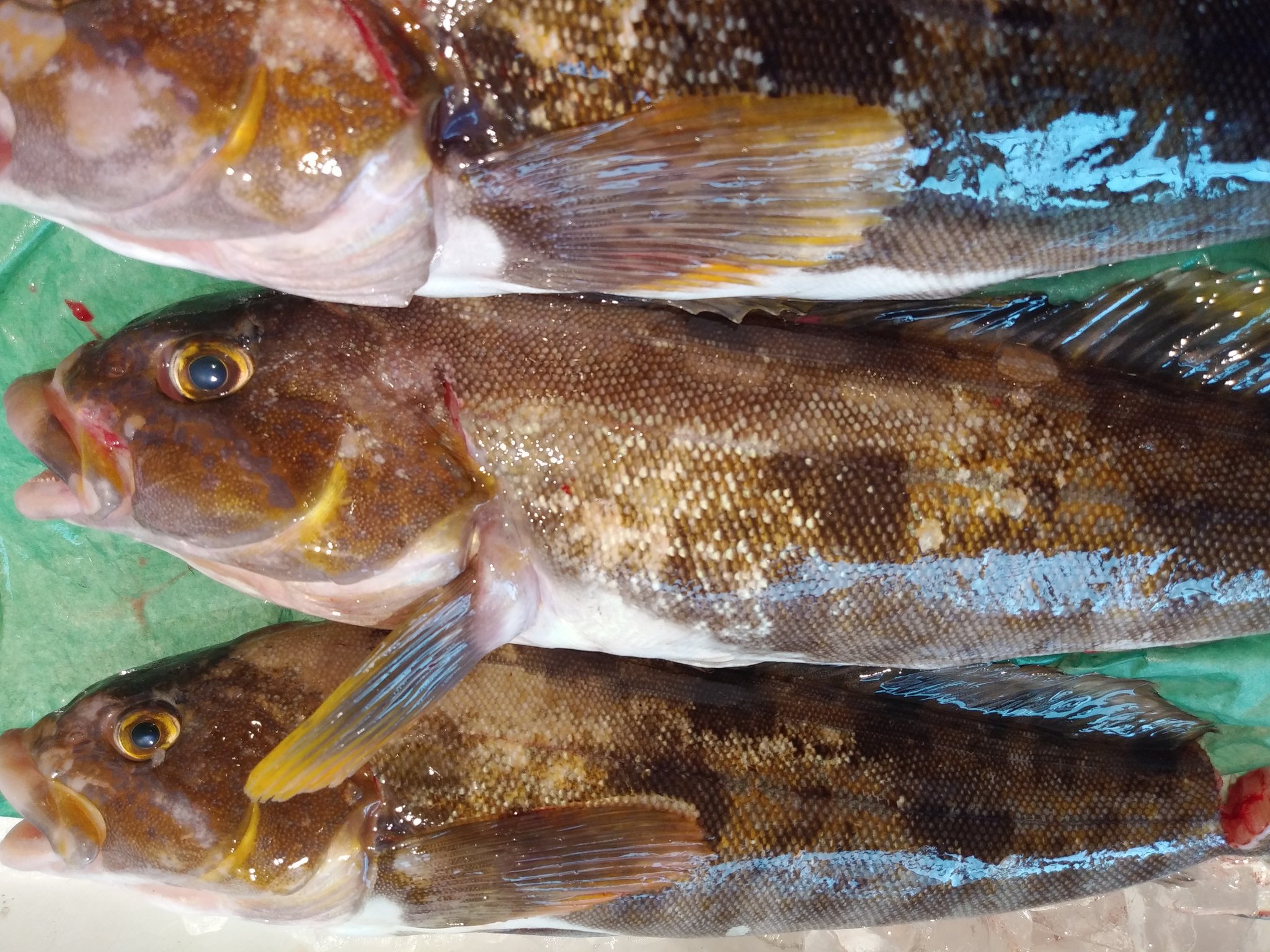 魚智水産 アイナメ アブラメとも呼びます 脂ノリノリの白身魚 皮はかたいですが旨味が強いので 焼き霜作りなんかが 煮ても焼いても美味しいです T Co Vrul0gnkwb Twitter