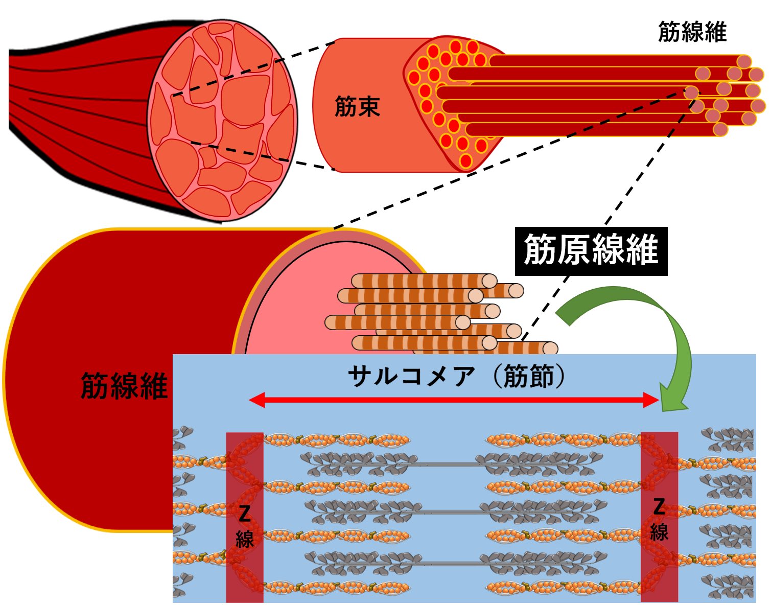 Sprint Conditioning Sur Twitter 筋収縮の仕組み ミオシンとアクチンの覚え方 スポーツ生理学の授業でも 覚えにくいが故にあまり人気があるとは言えない内容 筋収縮の仕組みと 簡単な覚え方を紹介します しょうもないですが T Co