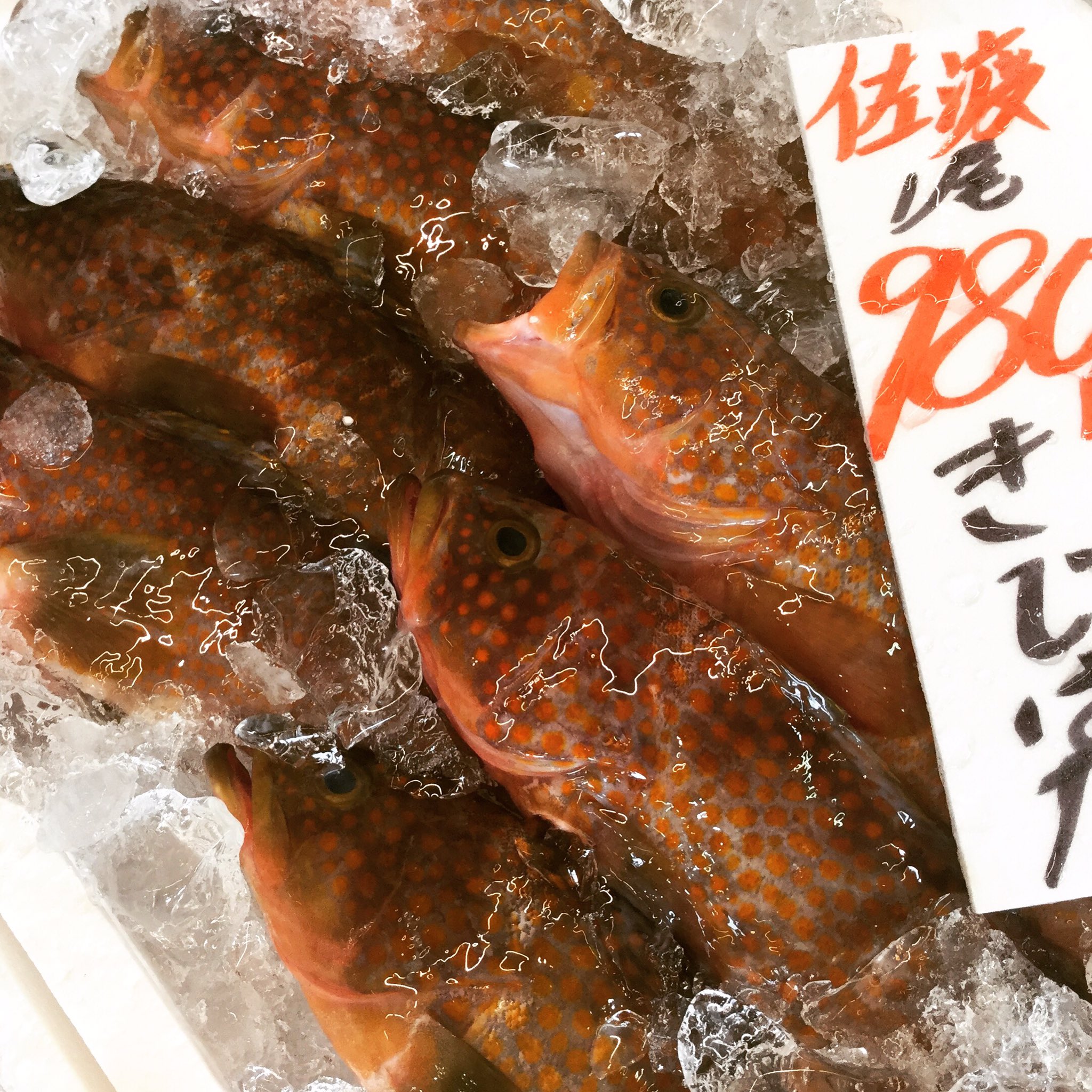 万代島鮮魚センター 公式 A Twitter 高級魚として知られている 夏には欠かせないキジハタが並んでいます この上質な白身を味わうなら 刺身オススメ 皮にも風味があり 良質な出汁が取れるアラもいただけます 新潟県 新潟市 ピアbandai 万代島鮮魚