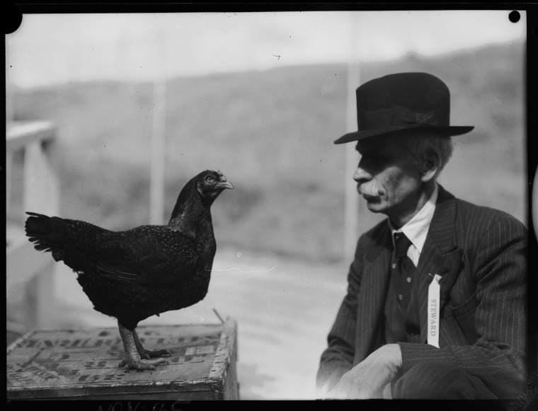DodgyPerth's tweet photo. This is a chicken which has seen the face of God and found him lacking. Perth Royal Show poultry judgement. November 1945. (Image from SLWA) https://t.co/rtuKQMRUhC