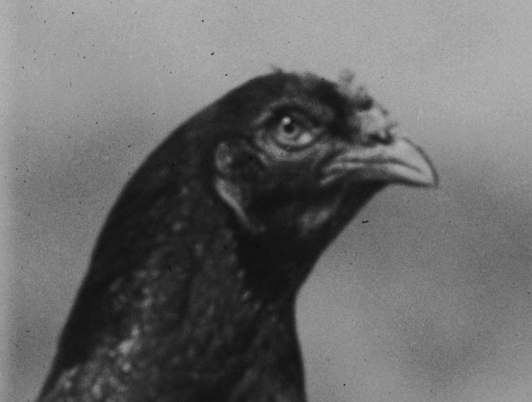 DodgyPerth's tweet photo. This is a chicken which has seen the face of God and found him lacking. Perth Royal Show poultry judgement. November 1945. (Image from SLWA) https://t.co/rtuKQMRUhC