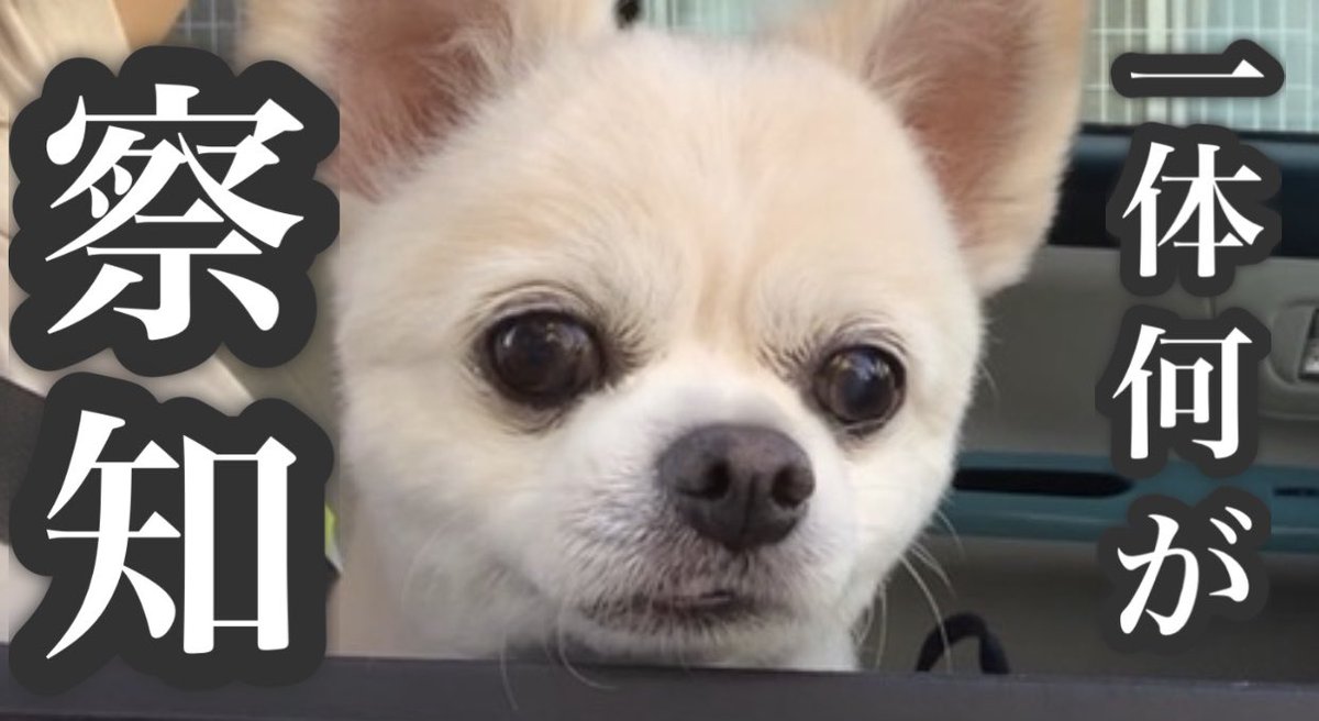 チワワのくーちゃん そらくん Twitterissa いつもと違う 真剣な表情 見つめる先には一体何が Youtube くーちゃん くーちゃんねる T Co Ecjylqs4cg