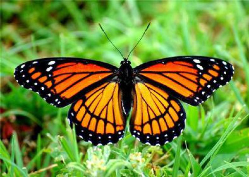 североамериканская бабочка монарх. бабочка аделаида монарх. данаида монарх. миссис монарх братья вентура xxx. бабочка монарх.