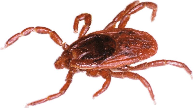 jaguza_app's tweet image. Brown ear ticks congregate around the ears, face, ears, eyelids, horns, upper neck and anus of cattle. Use of an acaricide can reduce tick numbers, treat the symptoms of the disease, and vaccinate against diseases spread by the tick. #JaguzaLivestockApp #LivestockTips