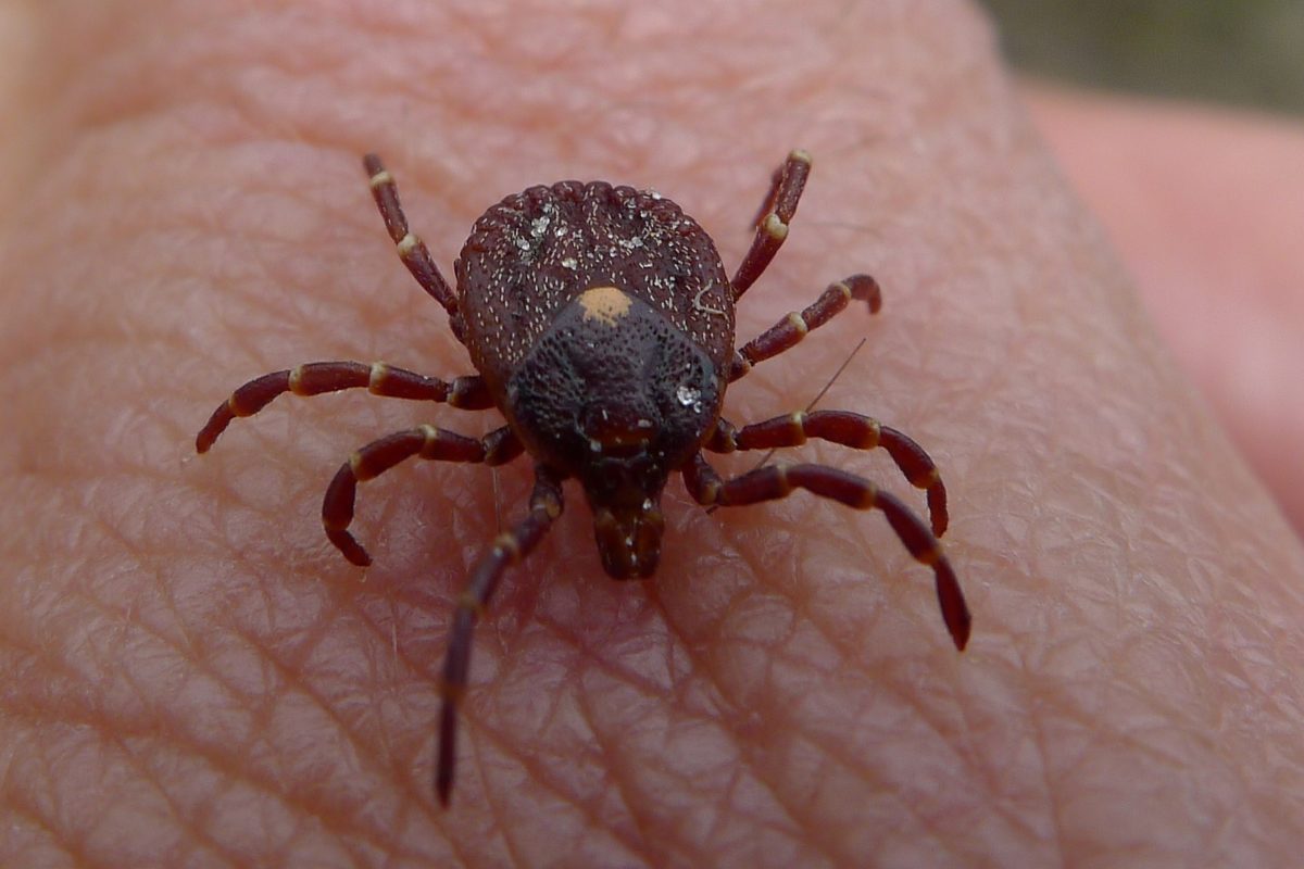 MongabayIndia's tweet image. Kyasanur Forest Disease (KFD) or #monkeyfever has affected over 9000 people across five states. 

Unlike diseases such as malaria, where the mosquito goes to humans, in KFD, humans go to the disease. 

india.mongabay.com/2019/07/kfd-to…

@bhanu_sridharan @arunviro @MIVMAHE @CDCgov