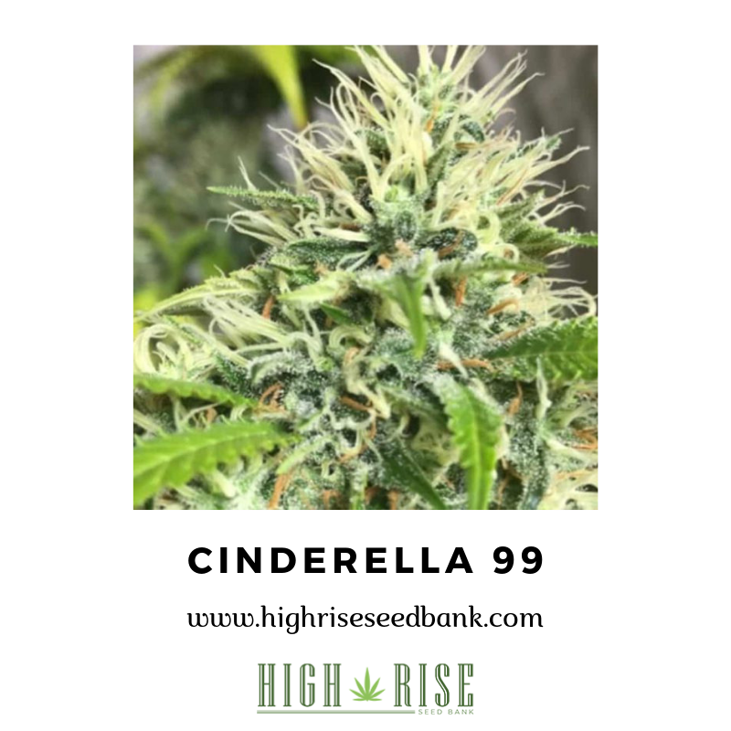 highriseseed tweet picture