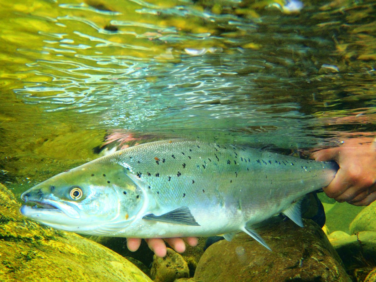 We are calling on #salmon anglers to support 100% catch &amp; release during #YearOfTheSalmon to support the recovery of this iconic fish. We know salmon have good chances of surviving after being caught if handled with care &amp; returned quickly to the water. bit.ly/2KCJ5DD