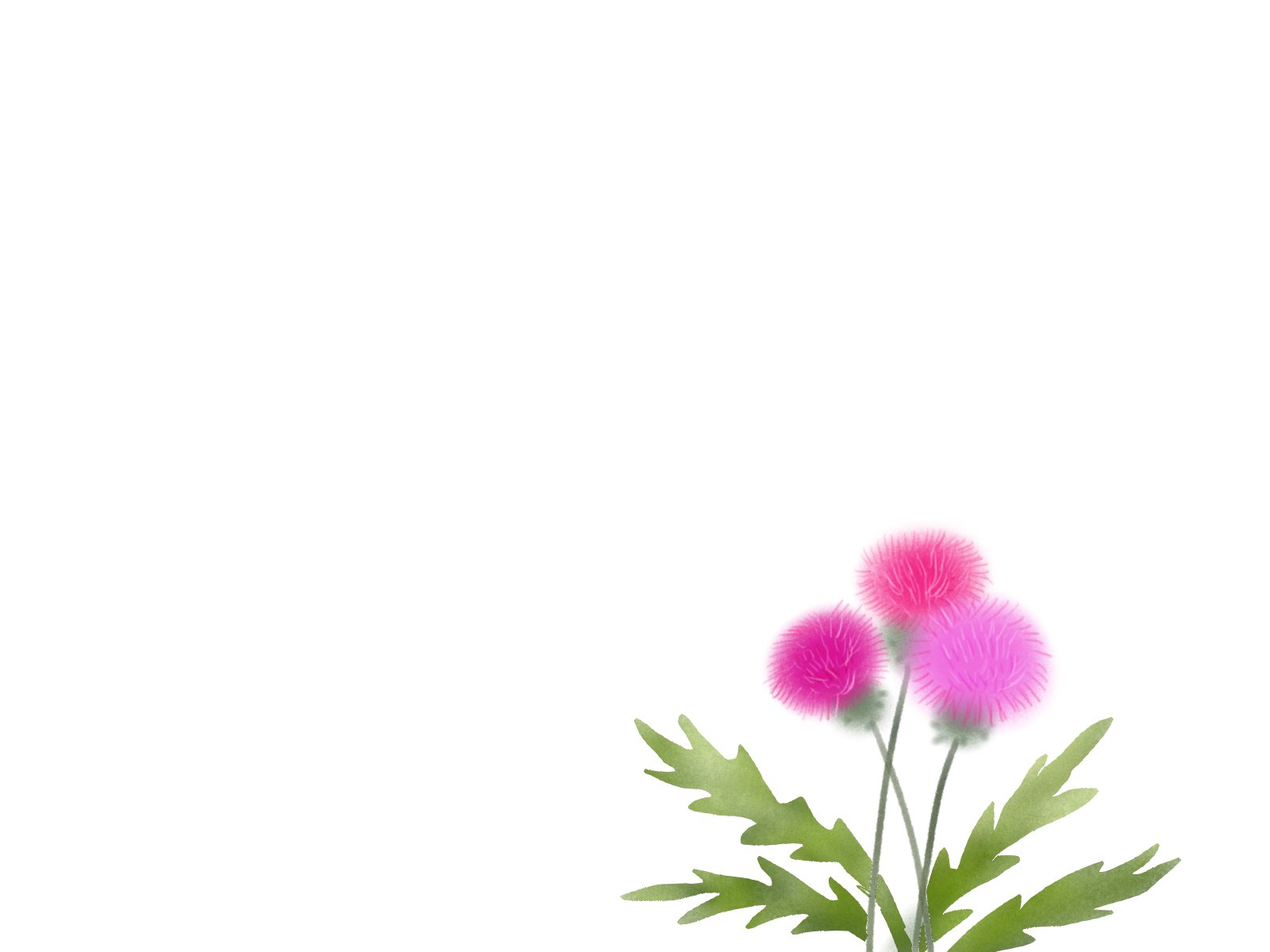 愛ちん ゆめみ愛 イラストacさん投稿の７月１日の誕生花 アザミ です 無料なので良かったらどうぞです T Co Ylut4tnqci 薊の名の由来は さわると棘の痛さにアザム 傷つく 驚きあきれる からです 素材 花 イラストac アザミ