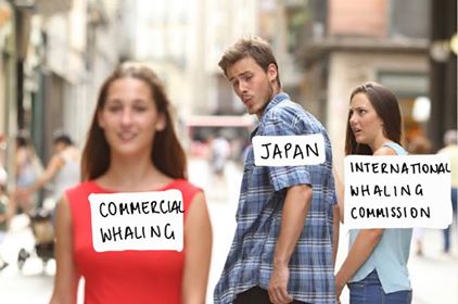 luke_hillsley's tweet image. After years of &quot;scientific&quot; whaling, Japan has withdrawn from the @iwc_int &amp;amp; has begun #commercialwhaling again for the first time in over 3 decades joining countries like Norway and Iceland. Share &amp;amp; RT #scomweb #whaling #Japan