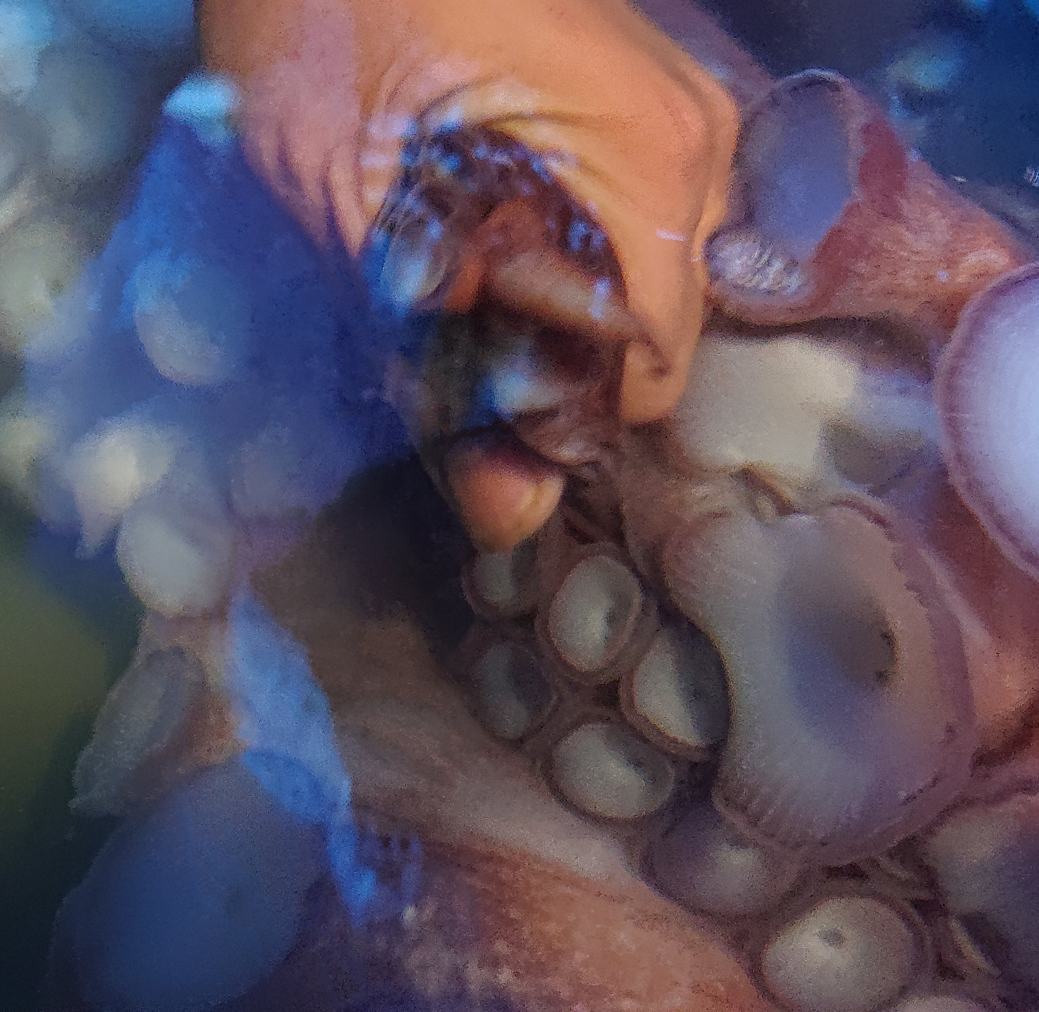 非公式 室水の飼育員さん 個人垢 ３本 D １枚目の画像は ミズダコの交接腕 右側３本目 にある舌状片という部分です 雄ダコは舌状片のある交接腕を使って精子の入った精莢を雌の体内へ届けます ２枚目と３枚目の画像も小さいですが舌