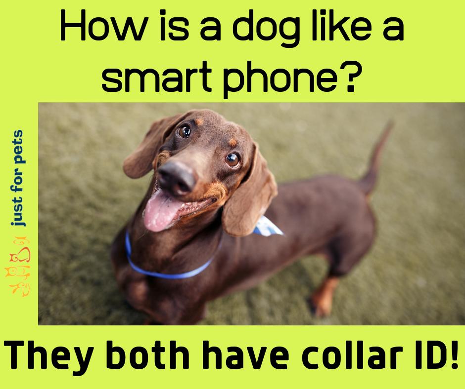 JustForPetsAus's tweet photo. In honour of International Joke Day!
#animaljokes #jokes #dogs #pets https://t.co/BAKhch0TBM