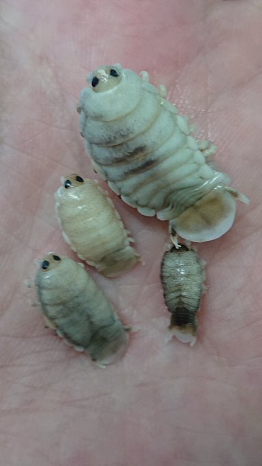 旭川医大寄生虫学講座さん の 19年7月 のツイート一覧 1 Whotwi グラフィカルtwitter分析