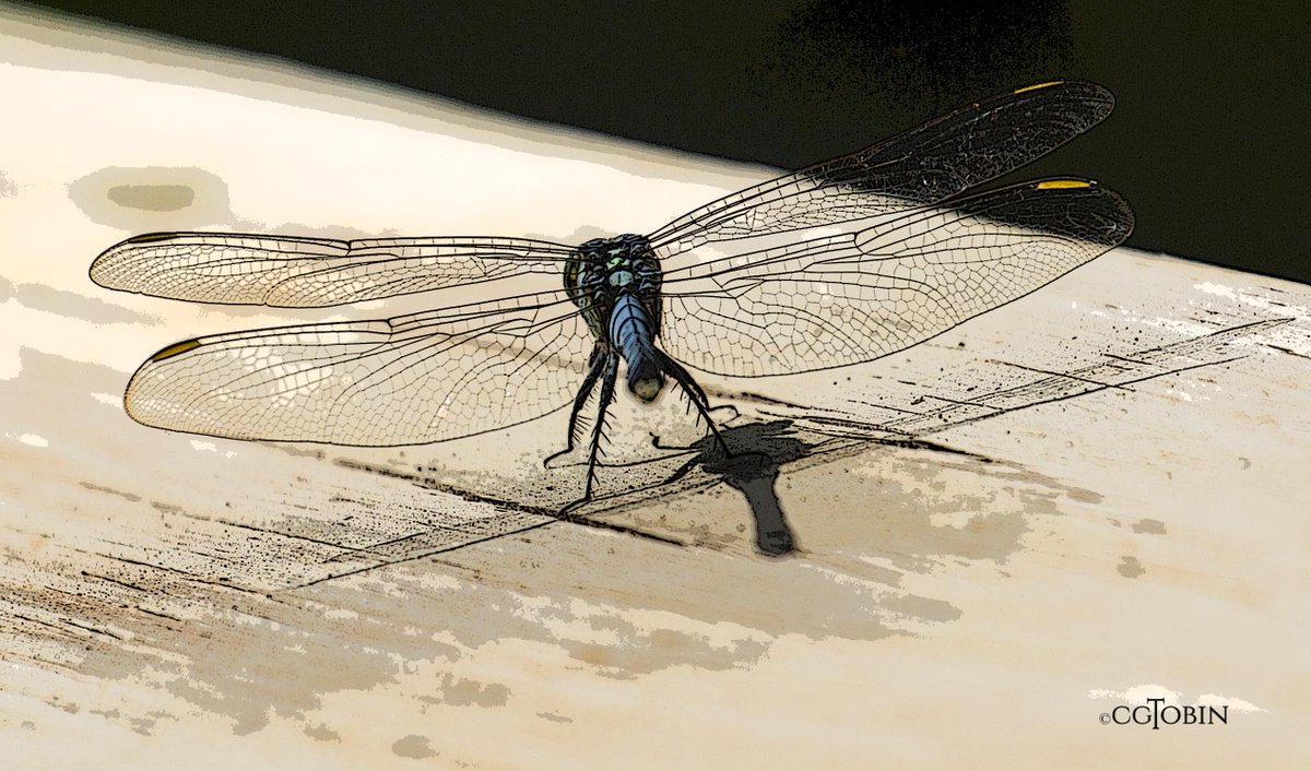 smartwoman123's tweet photo. Me & My Shadow..blue skimmer dragonfly #dragonfly #shadow #wings #Mosquitohawk https://t.co/ZMEp943Nvb