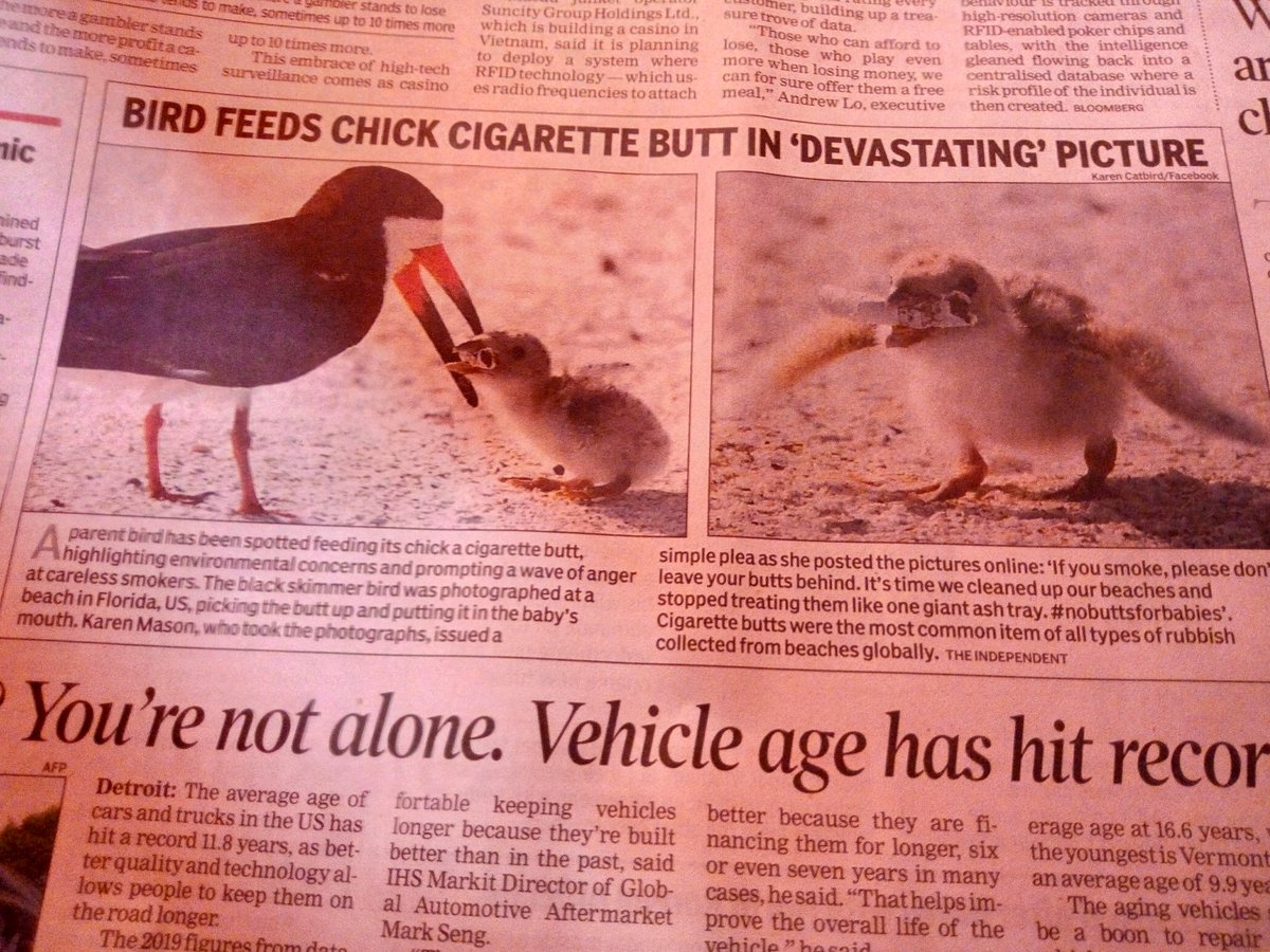 Bird Feeds Chick Cigarette Butt in DEVASTATING Picture... If you smoke don't leave butt behind to scatter the beaches. #nobuttforbabies #KeepBeachesClean