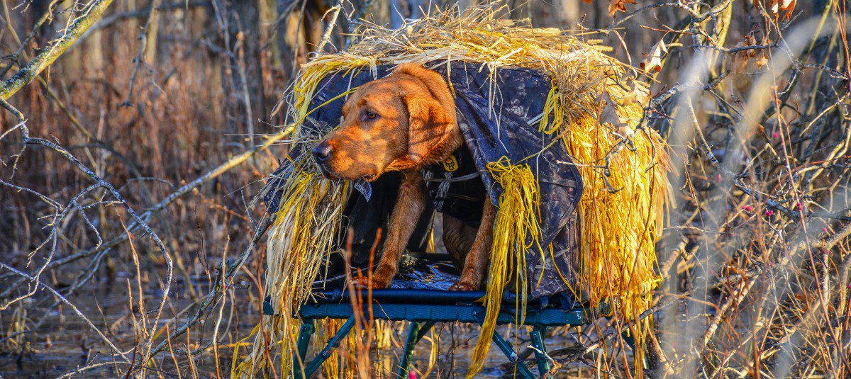 DucksUnlimited's tweet photo. What Makes a Good Dog Great?
Experts share their opinions about the qualities that set the best retrievers apart from the rest of the pack https://t.co/jq0oqnM4cc #SportingDogSpringTraining #retrievers #hunting #dogs https://t.co/AzPOaU5FnN