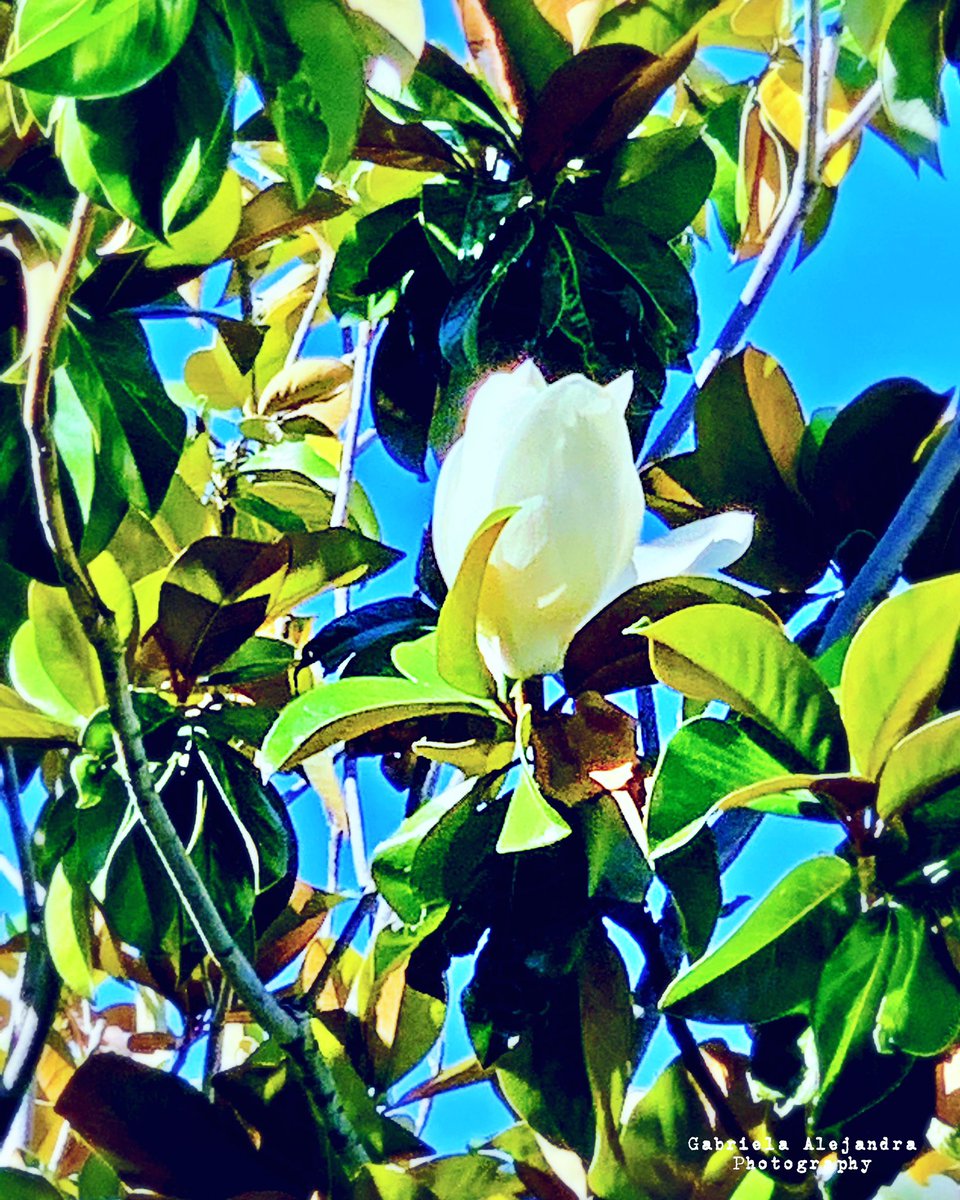 Magnolia love 💙