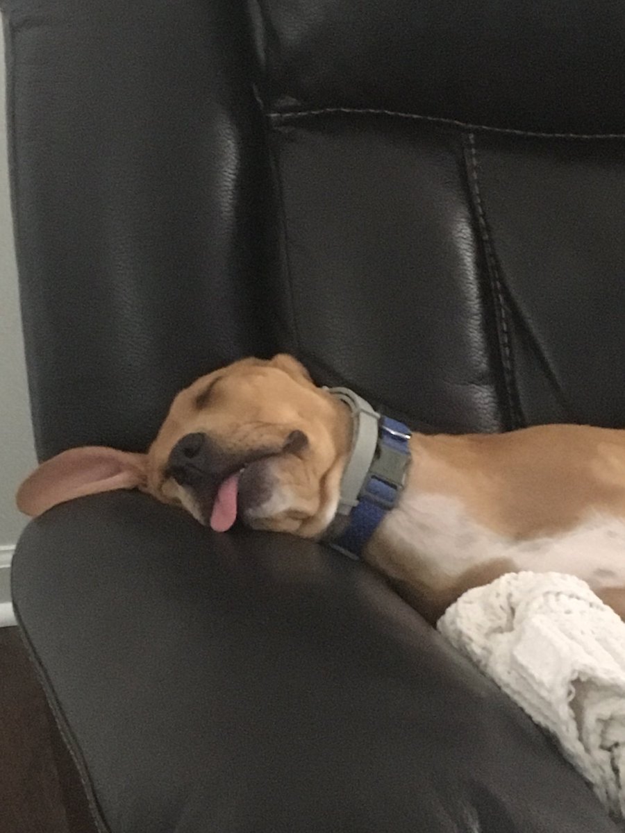 IsleListenPod's tweet photo. All of us at work tomorrow #Isles #UFADay #ChristmasInJuly #BarzyThePup #NHLFreeAgency https://t.co/jj7Cv3zzZ3
