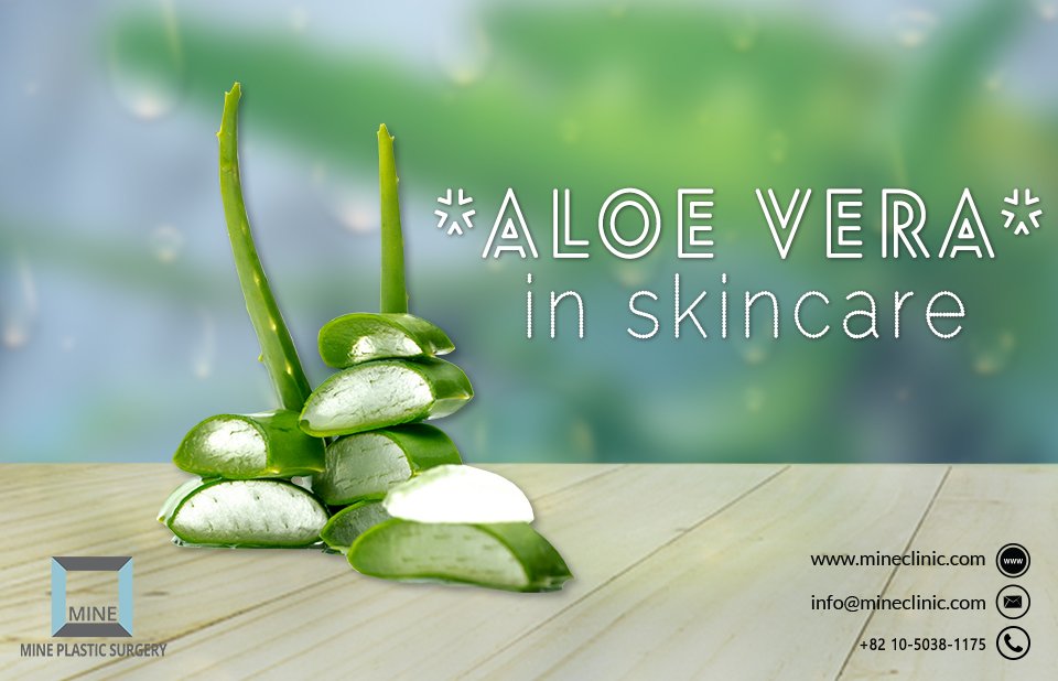 #Aloevera_in_skincare:

▶️Aloe Vera helps in keeping your face healthy and gives you natural shine.....
▶️Aloe Vera is rich in moisturizing properties it helps in removing dead skin.......
▶️Aloe Vera also prevent or reduce wrinkle and dark spots of your face.........