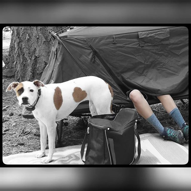 I love #camping but I think this tent is eating my girl. it's freaking me out.
.
.
#bekind for everyone you meet is fighting a hard battle.
.
Support the Green New Deal and Carbon Pricing
.
.
 #כלב #science #doglover #lovepuppies #ilovemydog #わんわん #muttskickbutt #חמוד #l…