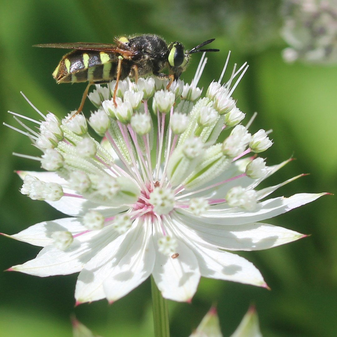 zucchinibeemama's tweet photo. If I put on this wasp costume, maybe they'll think I'm a badass superherto and make a movie about me . . . . #flydreams #waspmimic #stratiomys #ubcbotanicalgarden #astrantia https://t.co/84zWfUh087