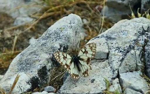 Melanargia occitanica. #lamialiguria #parcoalpiliguri #valledellemeraviglie #endemismo #montagna #trekking