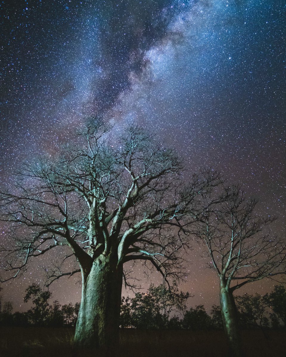 Kimberley Boab Dreaming 😍 #TheKimberley #seeAustralia #Kununurra #travelinspo #astro #australianoutback #aussieoutback #tourismtopend #boab #boabtree