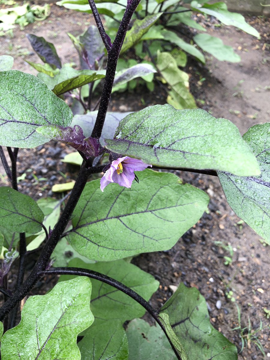 tele_worker_net's tweet photo. ここ数日の雨でかなり雑草が生えてきている。。伸び放題のキュウリも整備したいし、早く晴れて欲しい☀️

#家庭菜園 #家庭菜園初心者 #在宅勤務 #ナス #なす #kitchengarden https://t.co/4F6t94mLTX