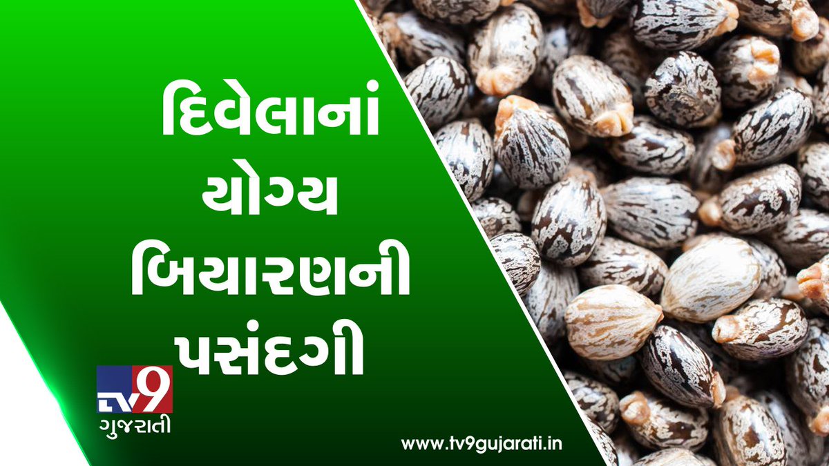 tv9gujarati's tweet photo. Video: દિવેલાનાં યોગ્ય બિયારણની પસંદગી
Read: https://t.co/EjpSyV3tbf
#TV9News #Dhartiputra #CastorSeed #Kisan #CastorFarming #Divelanikheti #Farming #Farmer https://t.co/C5HGocWW6C