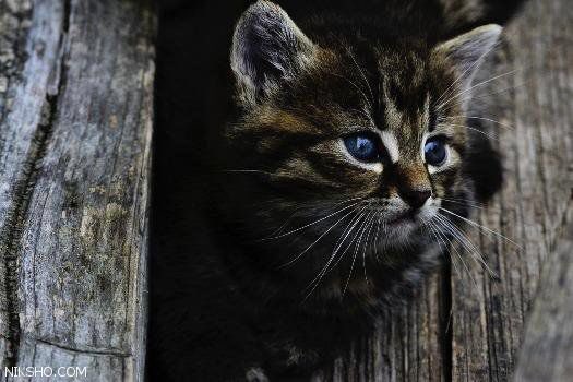 Be careful cats can see spirits 🥺