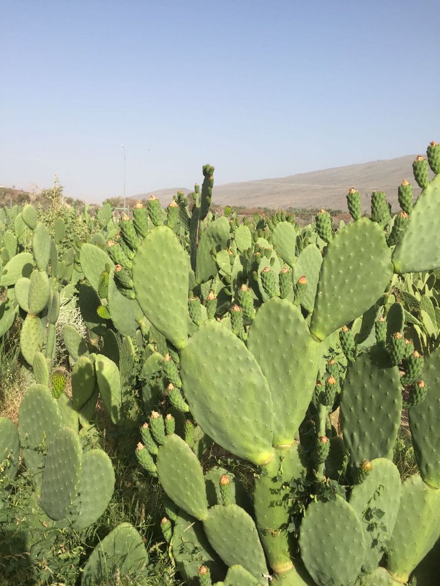 AgrResearchOman's tweet photo. دراسات بحثية اجريت على (٣٨) صنف من الصبار الأملس بسهل صلاله وجبال ظفار تظهر أن النبات يتحمل الجفاف ��يروى بمعدل ٦-١٢ مرة سنويا وأن  ألواحه تحتوي على نسبة عالية من الماء والأملاح المعدنية والفيتامينات وبالتالي يمكن استخدامه كعلف للماشية.
#نتائج_البحوث_الزراعية_والحيوانية https://t.co/QVr8fJGVzs