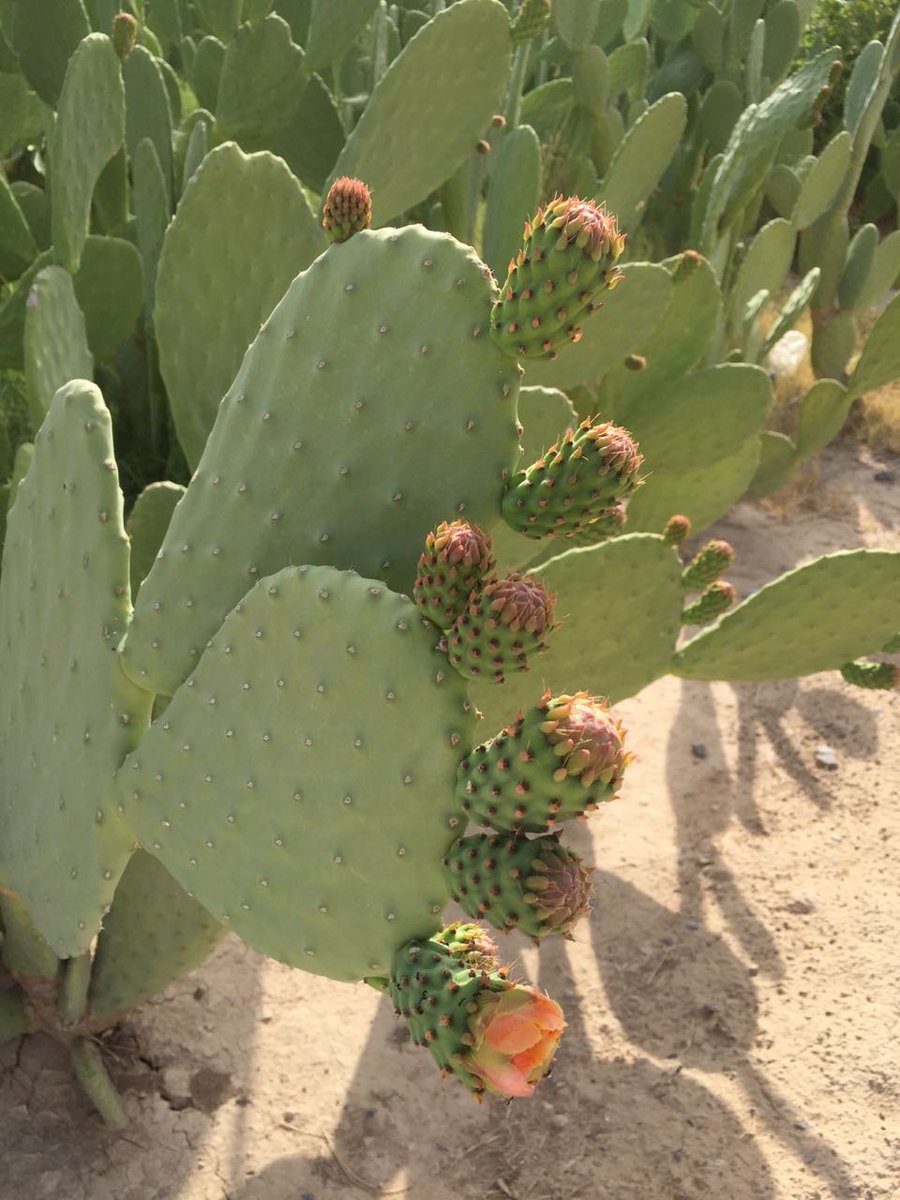 AgrResearchOman's tweet photo. دراسات بحثية اجريت على (٣٨) صنف من الصبار الأملس بسهل صلاله وجبال ظفار تظهر أن النبات يتحمل الجفاف ��يروى بمعدل ٦-١٢ مرة سنويا وأن  ألواحه تحتوي على نسبة عالية من الماء والأملاح المعدنية والفيتامينات وبالتالي يمكن استخدامه كعلف للماشية.
#نتائج_البحوث_الزراعية_والحيوانية https://t.co/QVr8fJGVzs