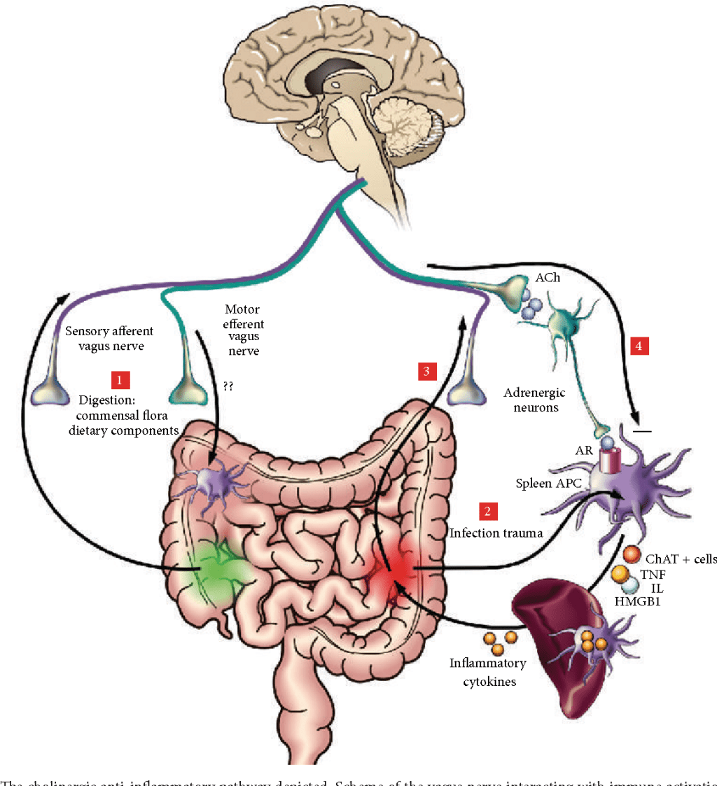 MedCineseNews's tweet photo. Microbiota e Medicina Tradizionale Cinese – II parte https://t.co/cnYPmuf59j https://t.co/WPx6arqUoZ
