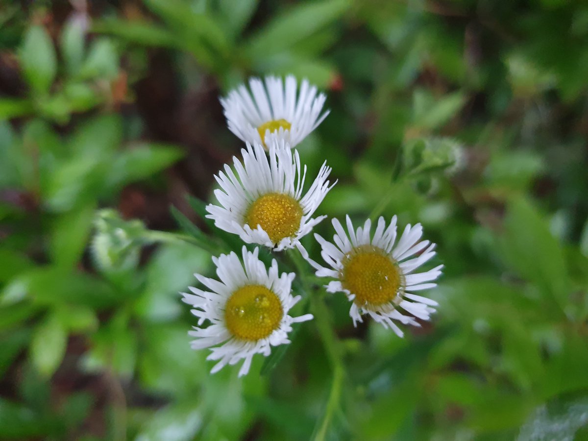 天上之光——为日月星的家人 cafe.daum.net/scjschool/E5Vb… 真正且正确认识圣经与新天地 #新天地 #耶稣 #教会 #圣经 #福音 #天国 #生命 #宗教 #基督 #比喻