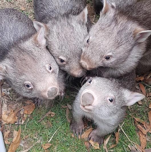 When all you want is a nice group photo but no one would at the same camera. 🙈 

(Adorable wombats via @dimmocksretreat, <a href="/NewSouthWales/">New South Wales</a>)  
#seeaustralia #newsouthwales
