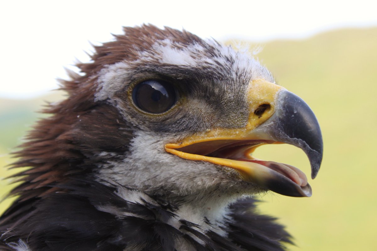 Chris Packham tweet media