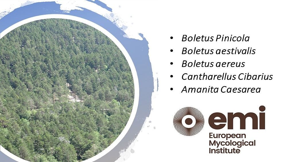 😎🍄 Let's make a DIFFERENT summer! Enjoy collecting mushrooms in summer time at the areas of EMI! Share with us your pictures and comments 😊

@Ayto_Soria @dipuavila @patrimonionat #mancomunidad150pueblos @citaaragon @ctforestal @Occitanie @Chambagri24 @Biopterre #goldentruffle